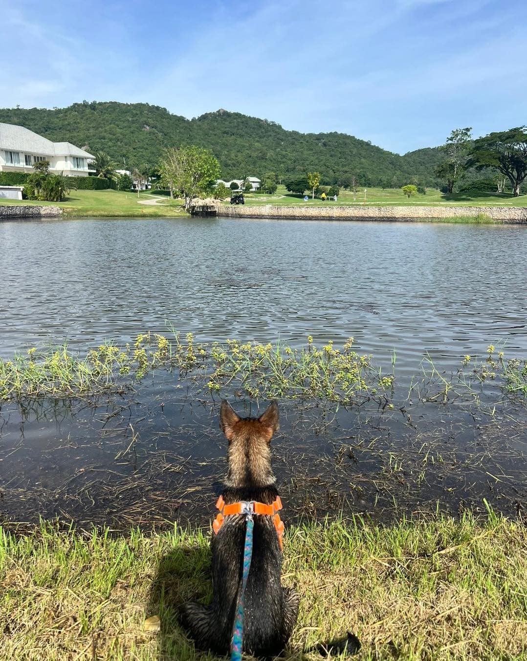 Foster dog enjoying the outdoors