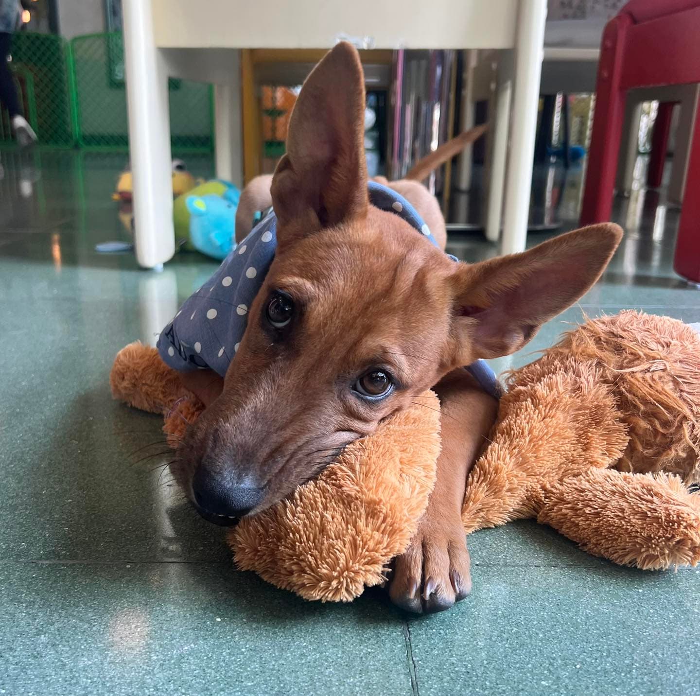 Rescue dog cuddling a toy