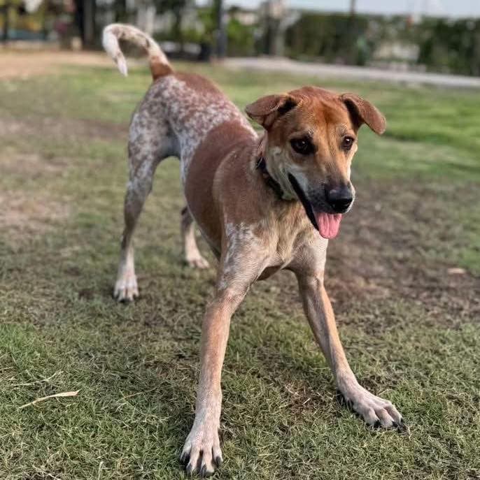 Happy rescue dog playing