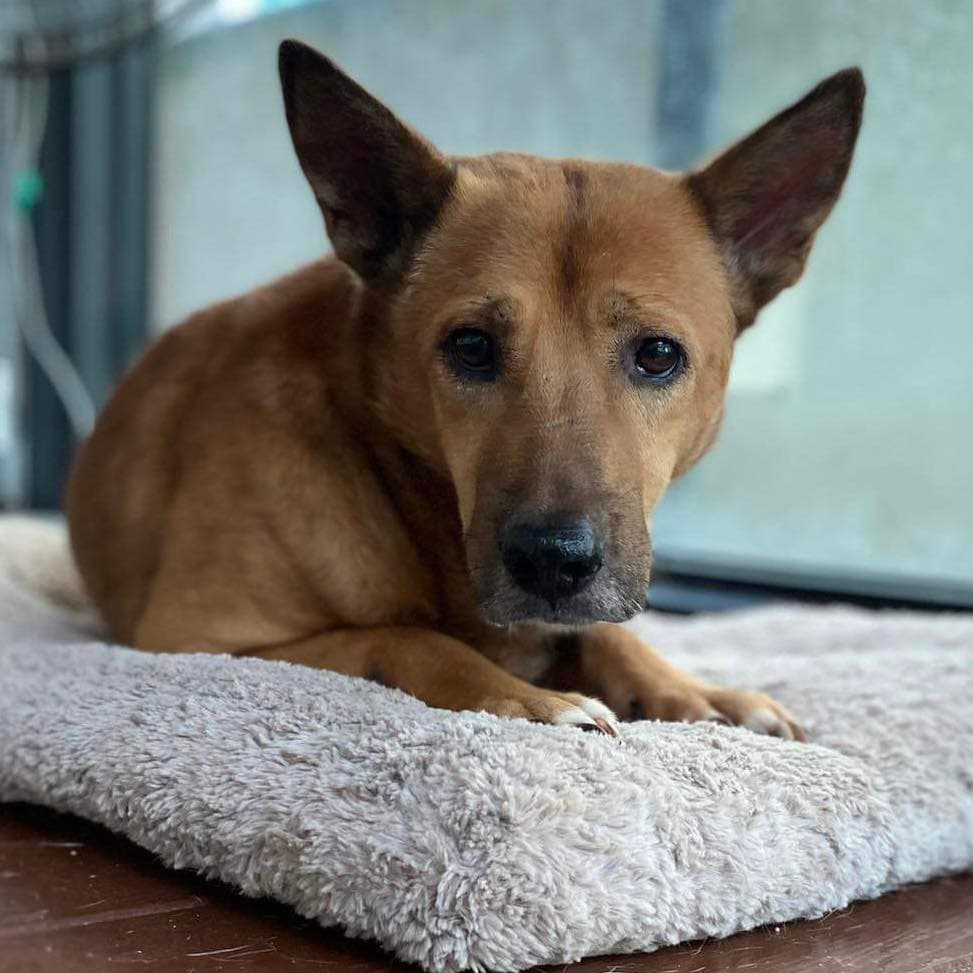 Rooster - Thumbnail 3