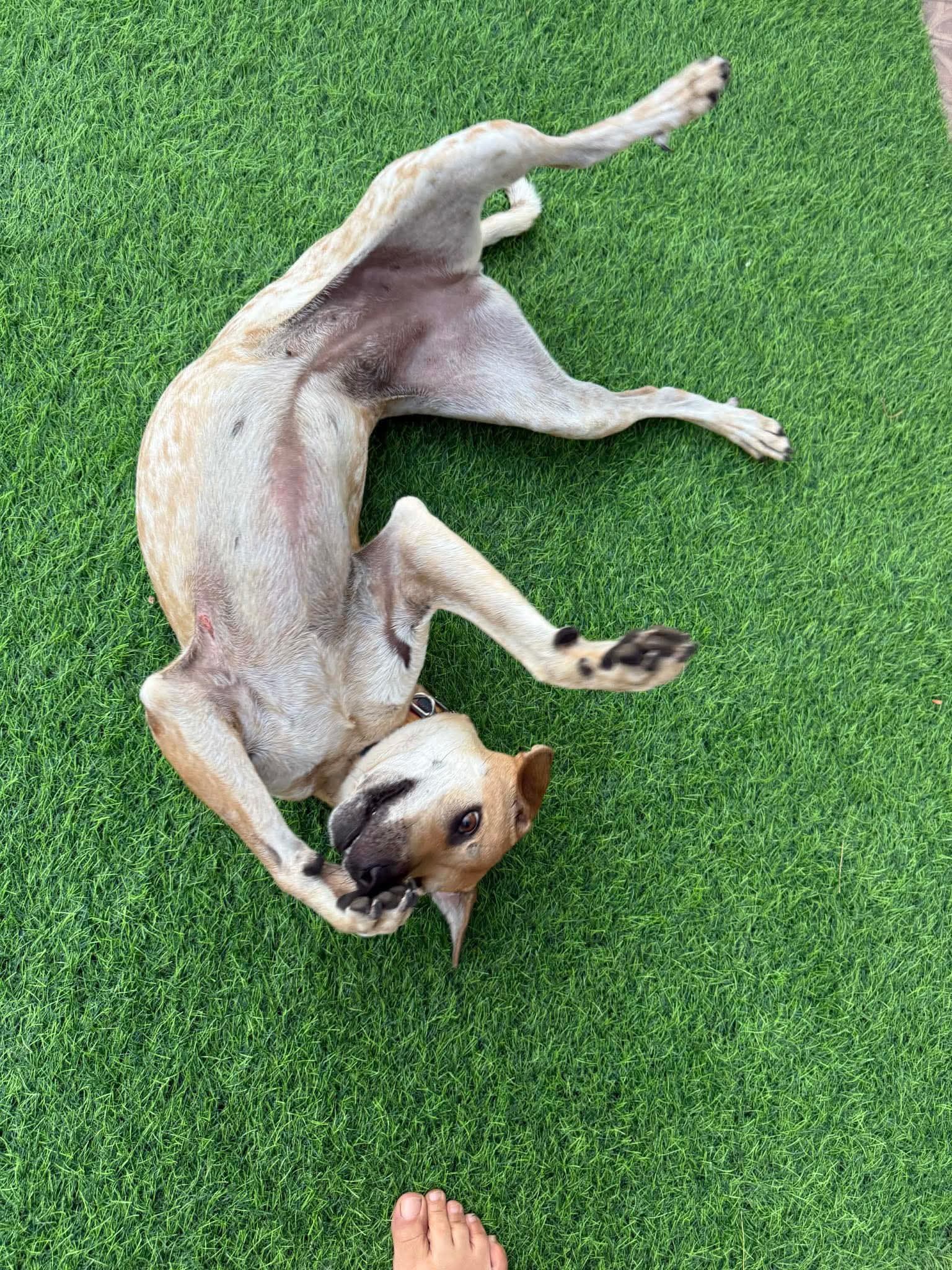 Photo of Beni