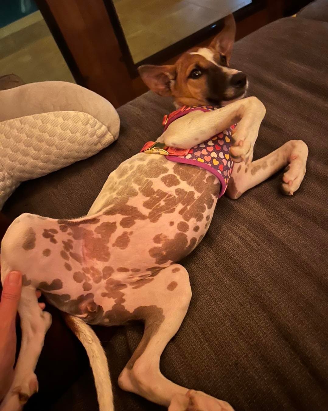 Gumdrop - Thumbnail 3