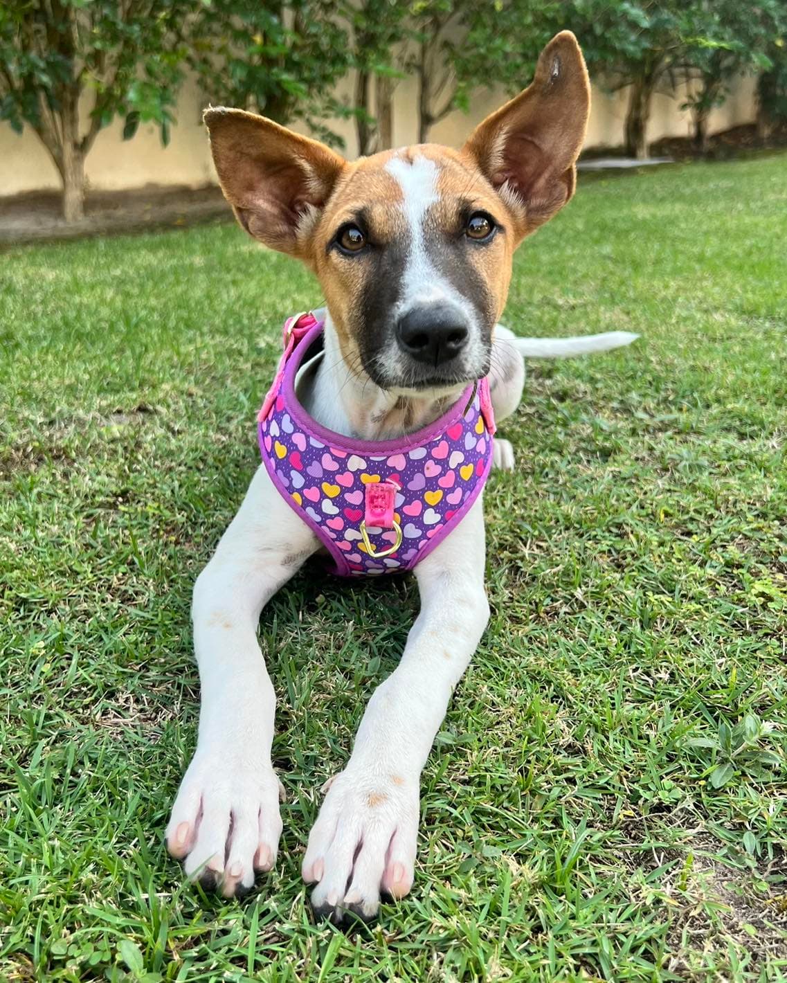 Gumdrop - Thumbnail 2