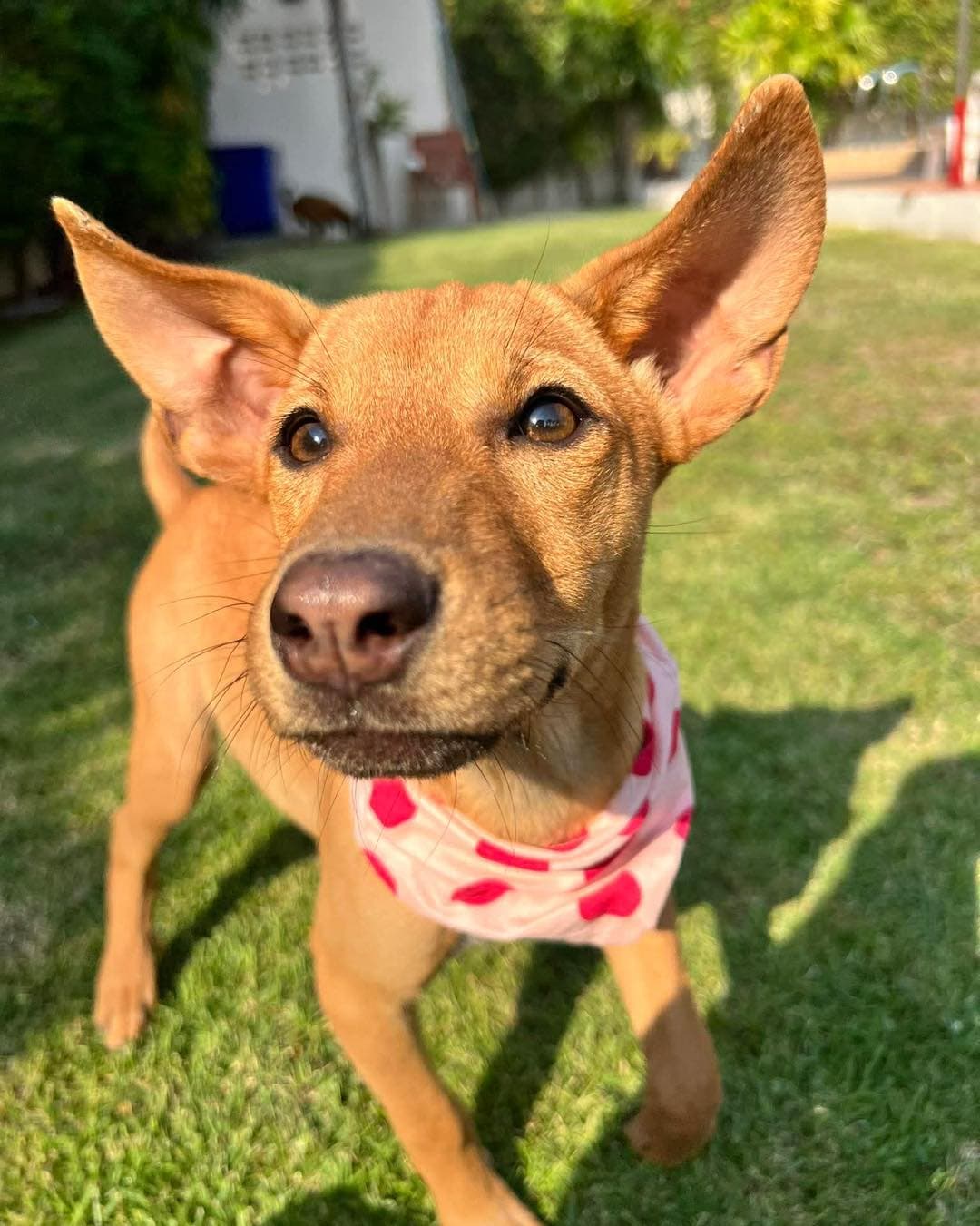 Jellybean - Thumbnail 3