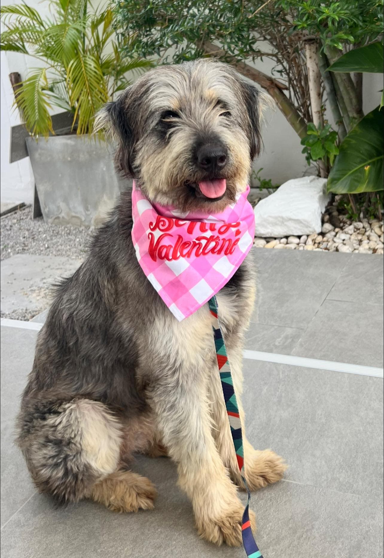 Photo of Scruffy