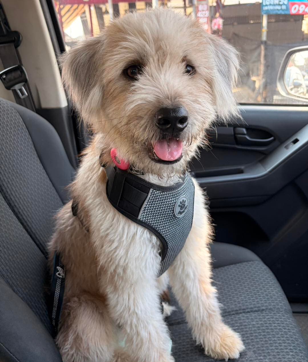 Photo of Sunny