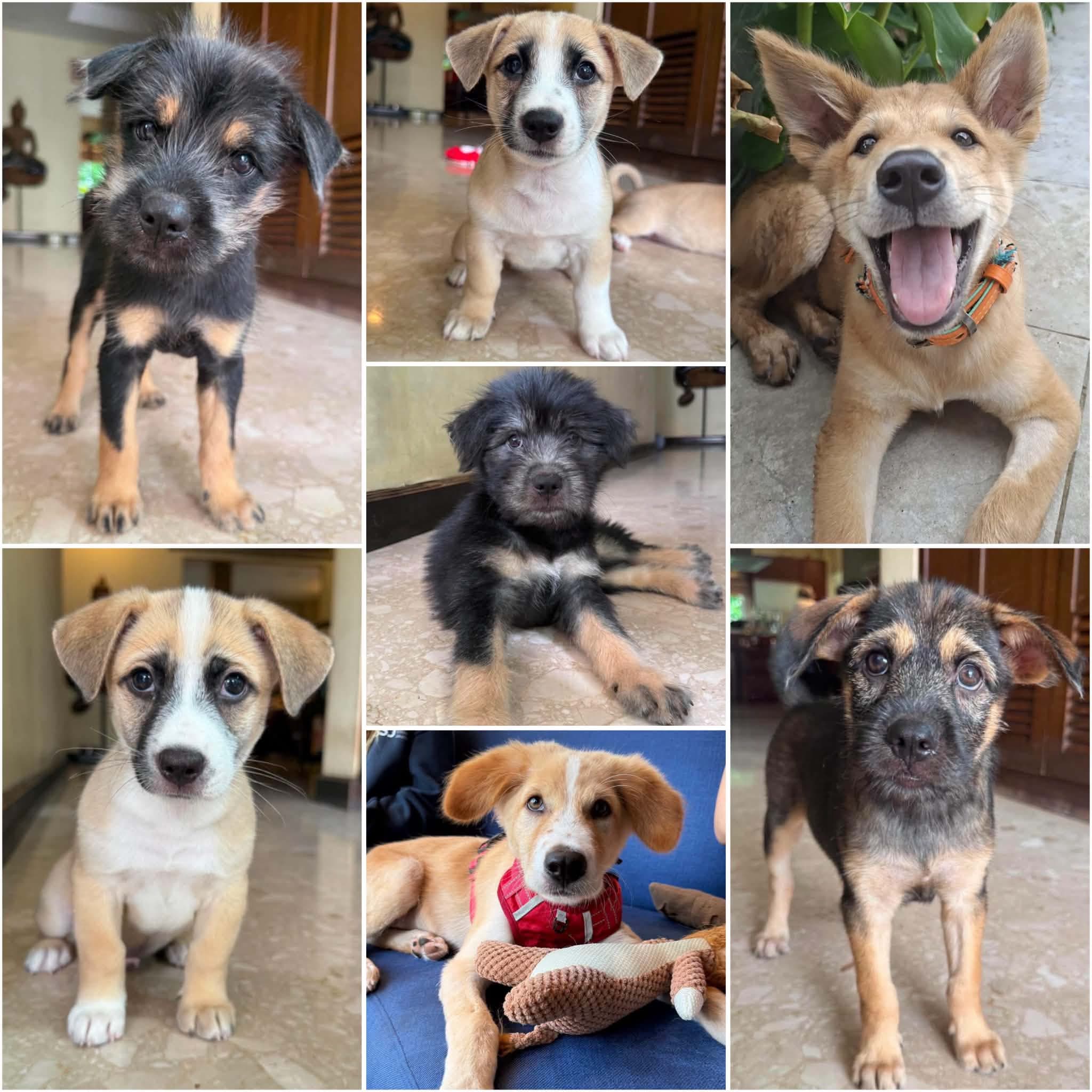 Adoption Day at The Standard Hua Hin